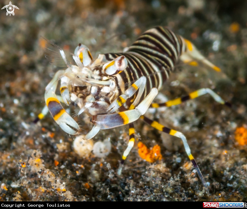 A Bubble Bee Shrimp