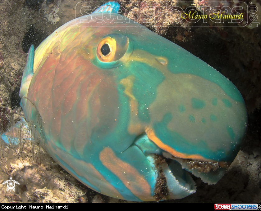 A Parrotfish