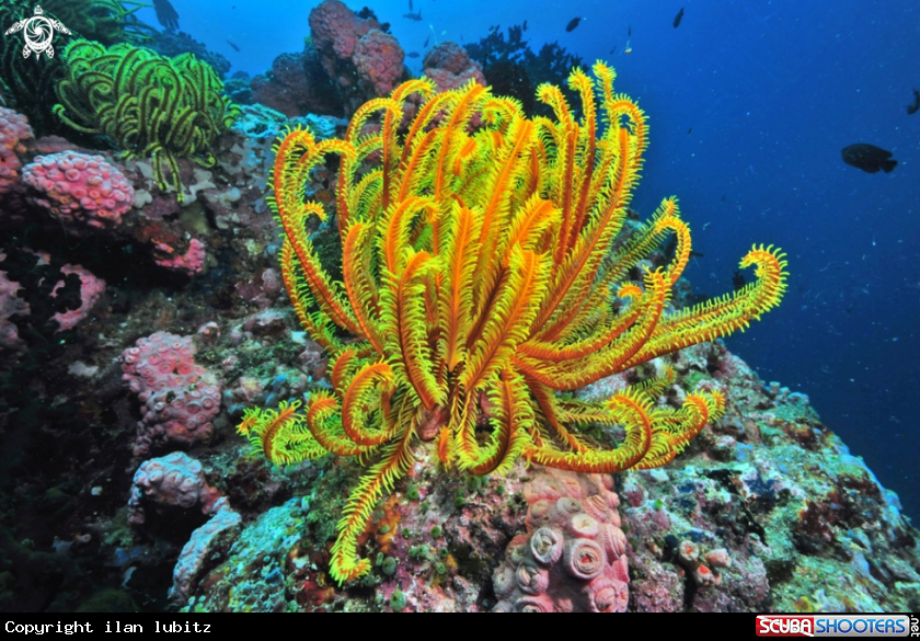 A feather star