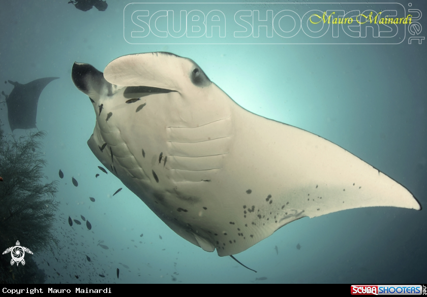 A Manta