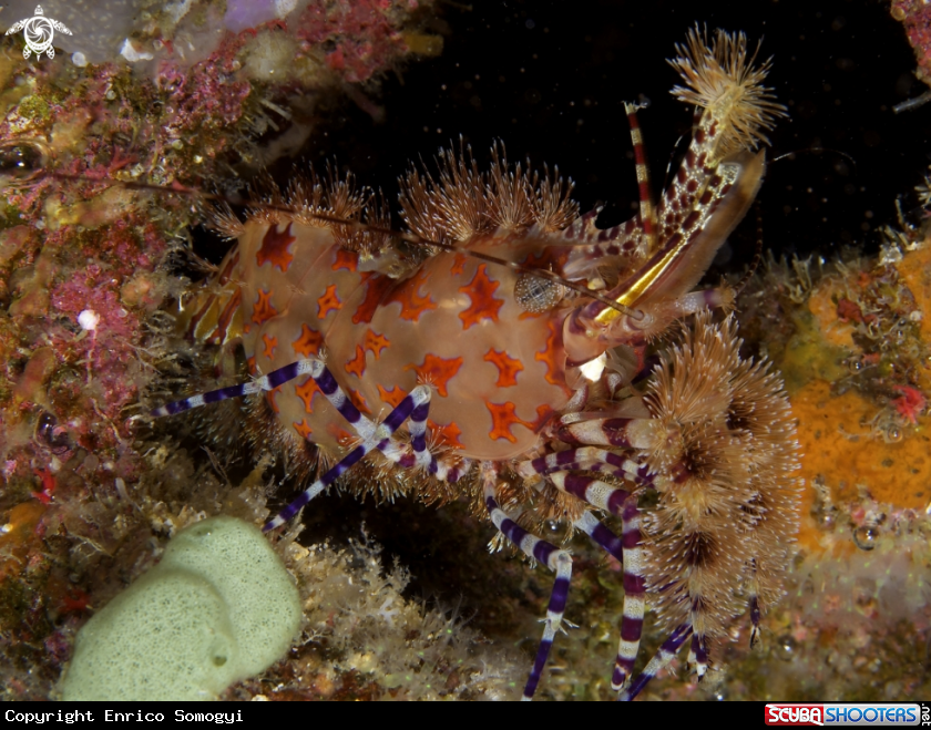 A Marbleshrimp