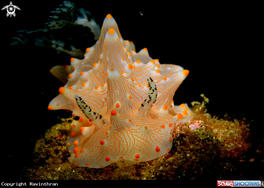 A Nudibranch