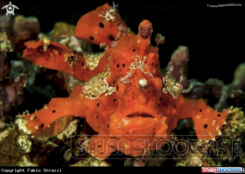 A Frogfish