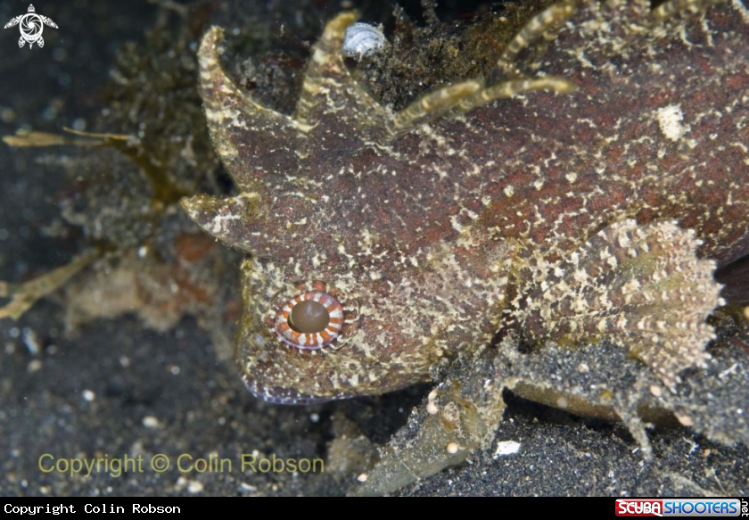 A reef fish