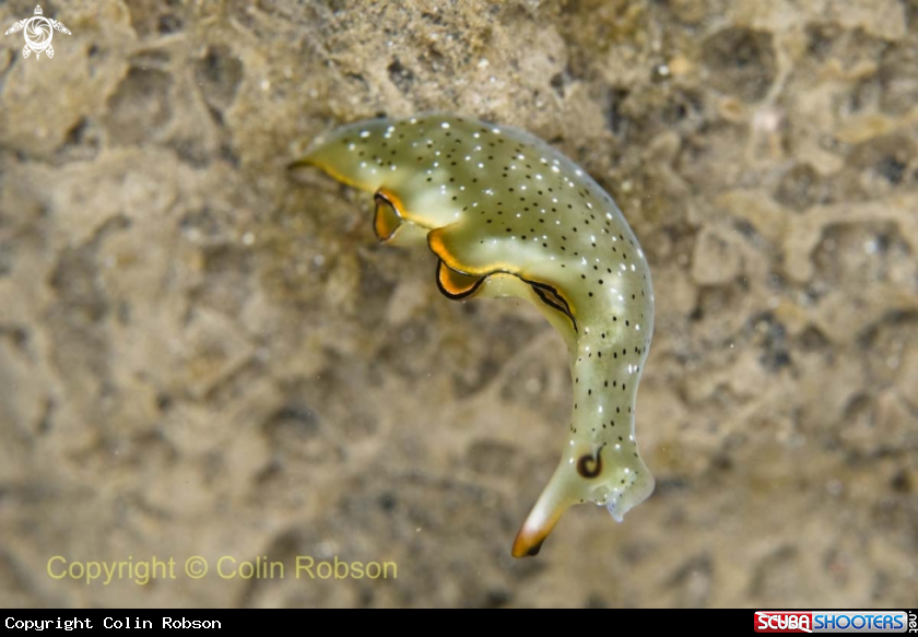 A sea slug