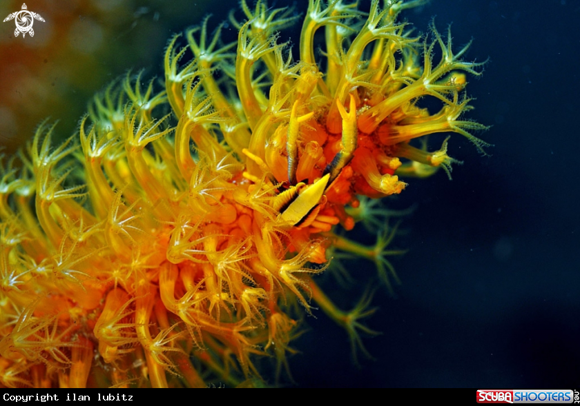 A Crinoid Squat Lobster