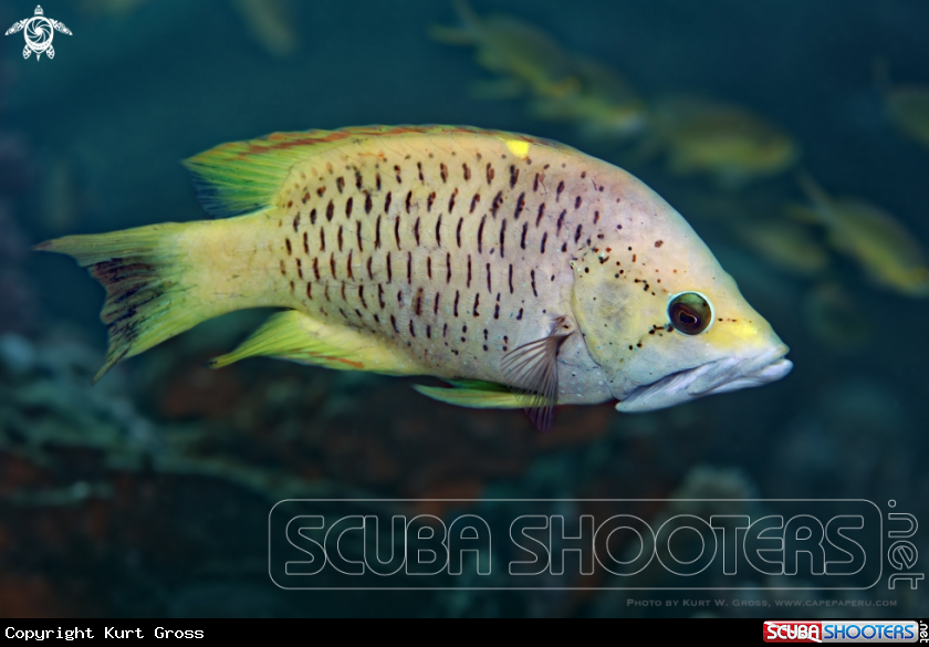 A Wrasse, Lippfisch