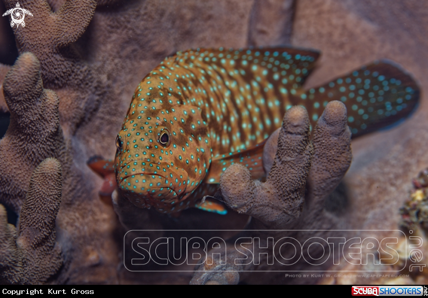 A Grouper