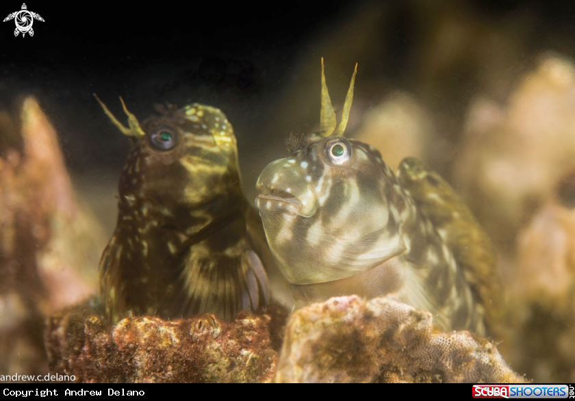 A Blennies