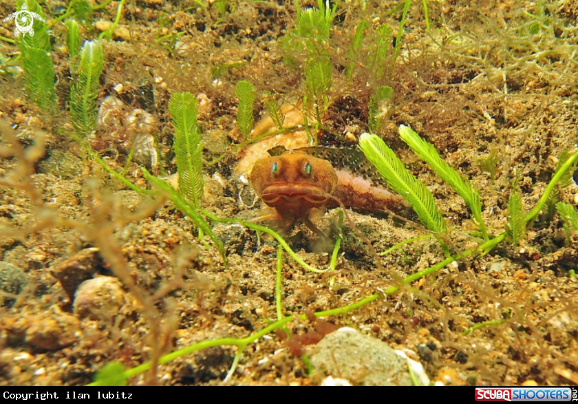 A reef fish