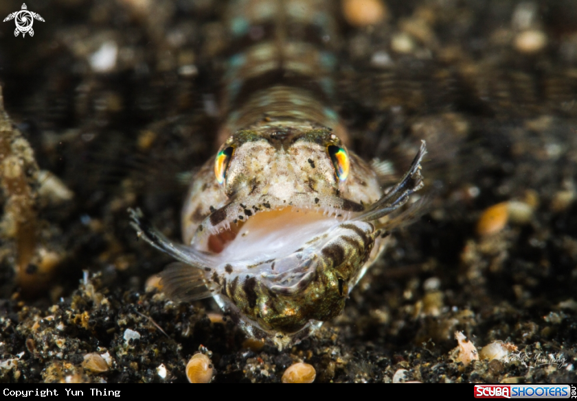 A Lizzard Fish