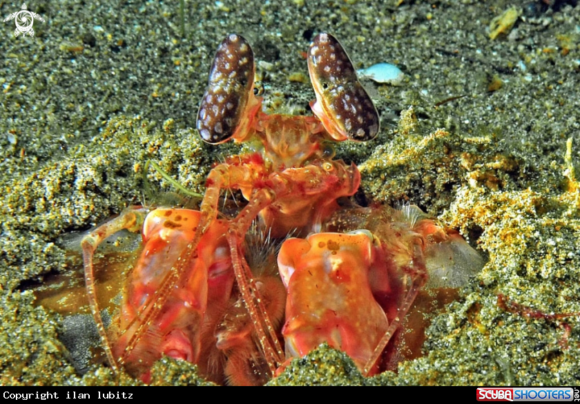 A Mantis shrimp