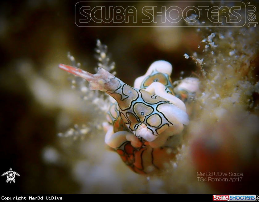 A Nudibranch