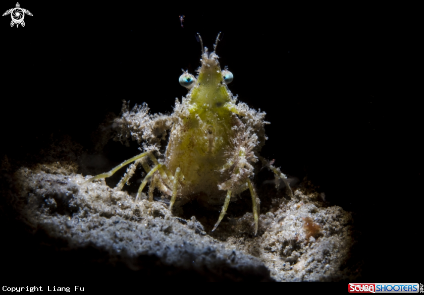 A Grass hoper Shrimp