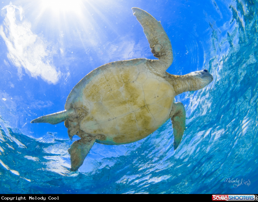 A Sea Turtle