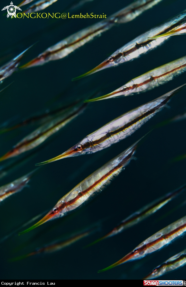 A Razor Fish