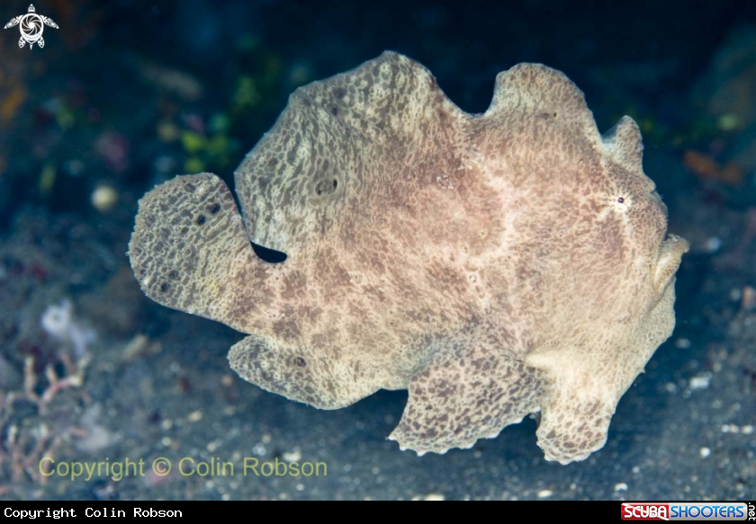 A frog fish