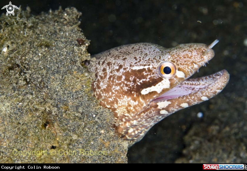 A moray