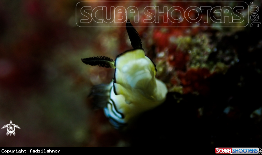 A Nudibranch