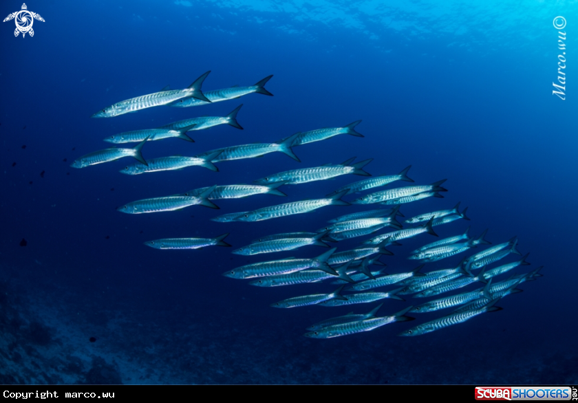 A barracuda