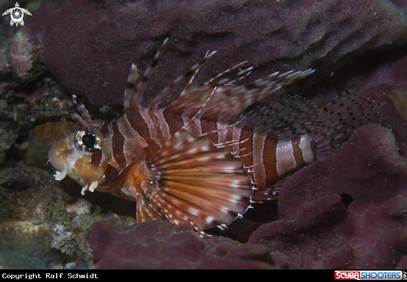 A Phuket diving