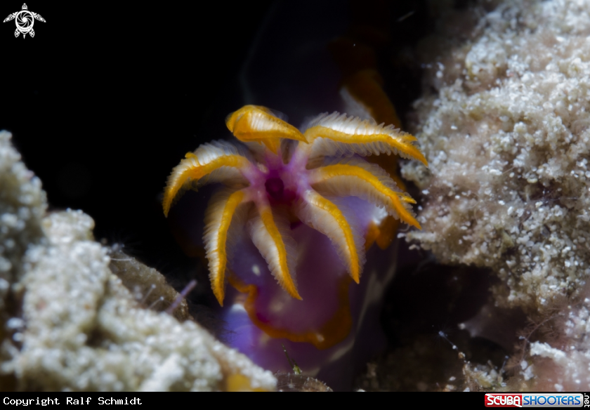 A Phuket diving