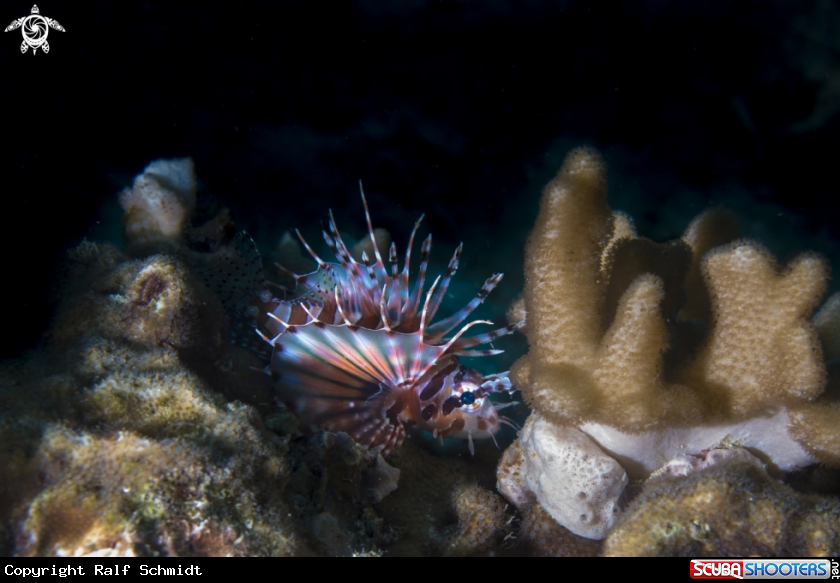 A Phuket diving