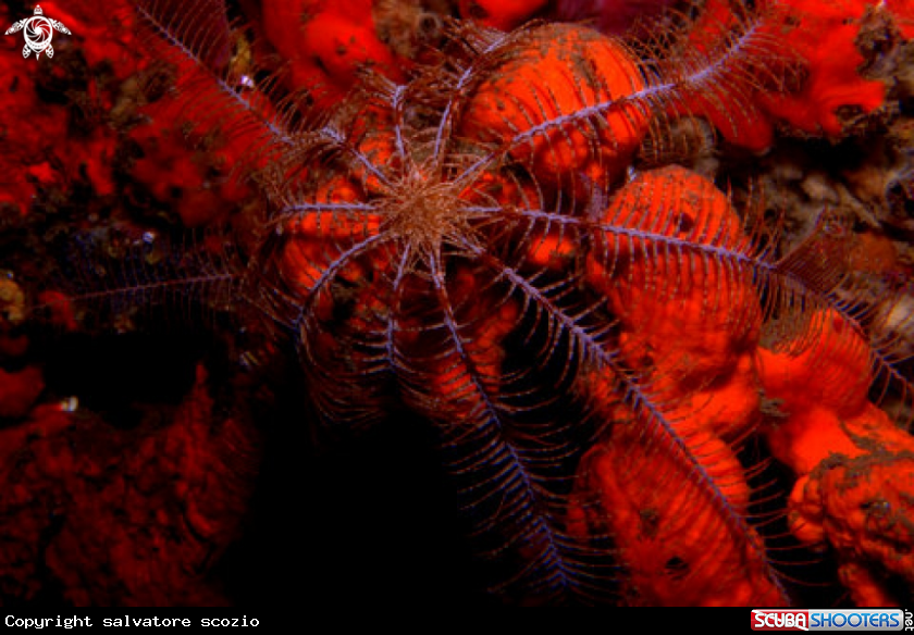 A underwater creature