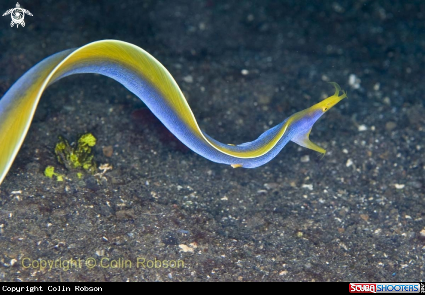 A ribon eel