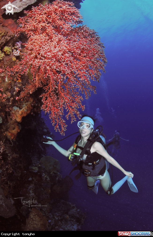 A happy diving