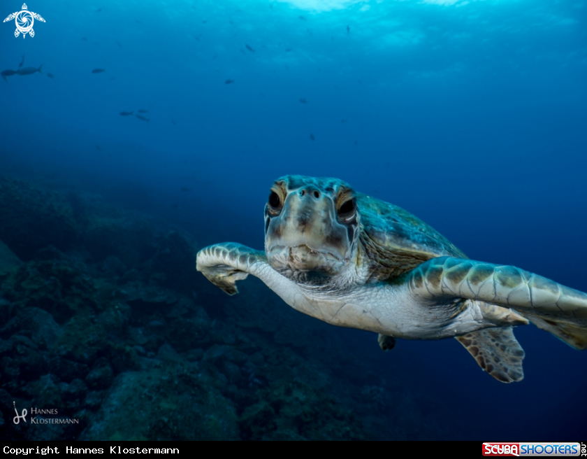 A Sea turtle