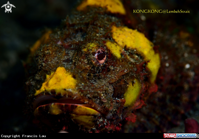 A Scorpion fish