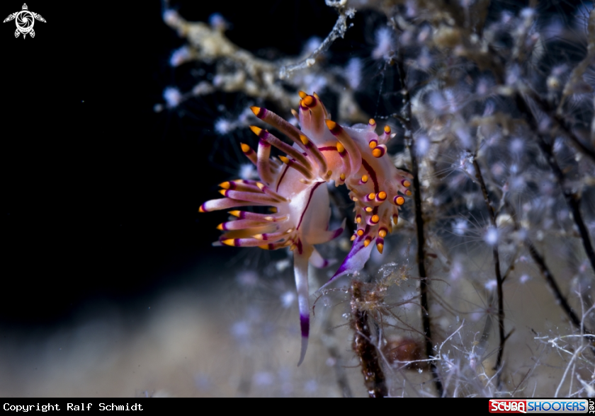 A Kas diving