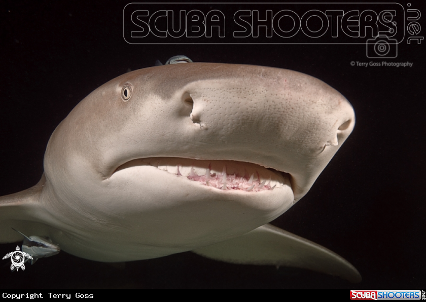 A lemon shark