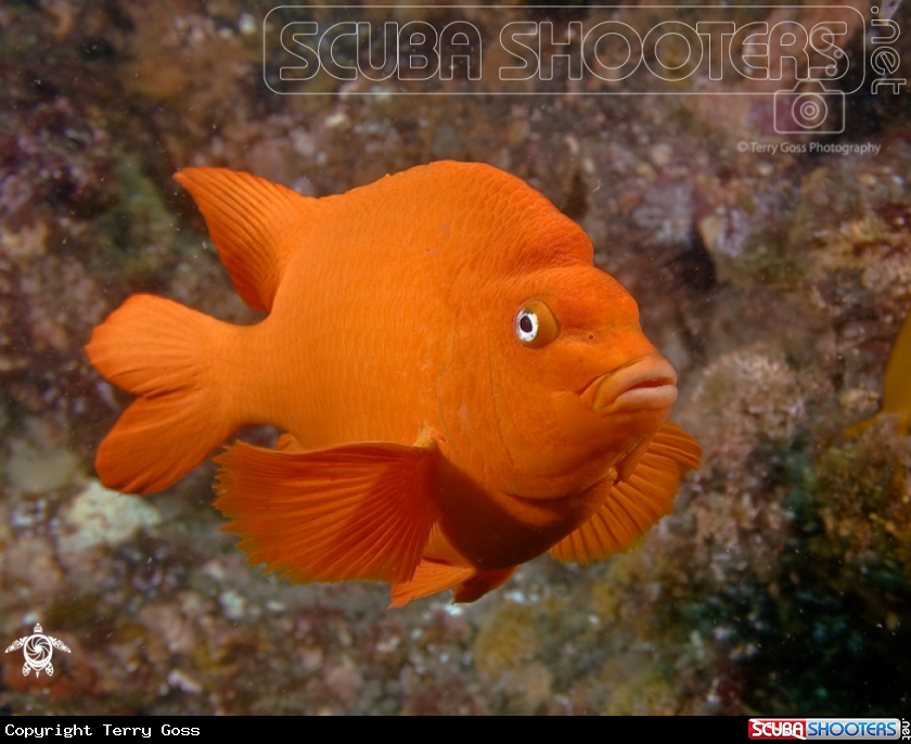 A garibaldi