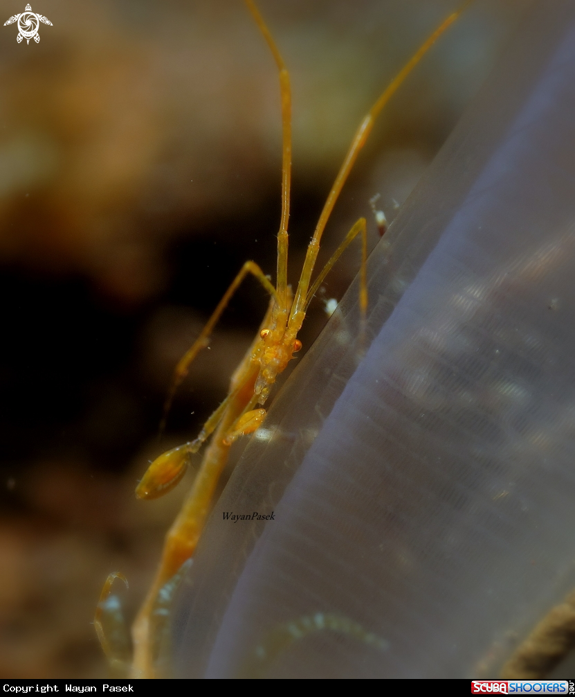 A Skeleton shrimp