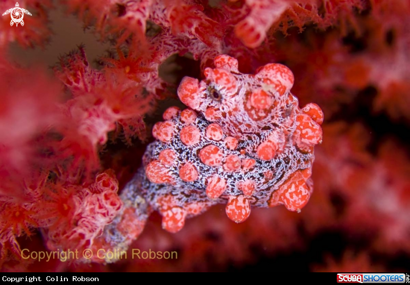 A pygmy sea horse