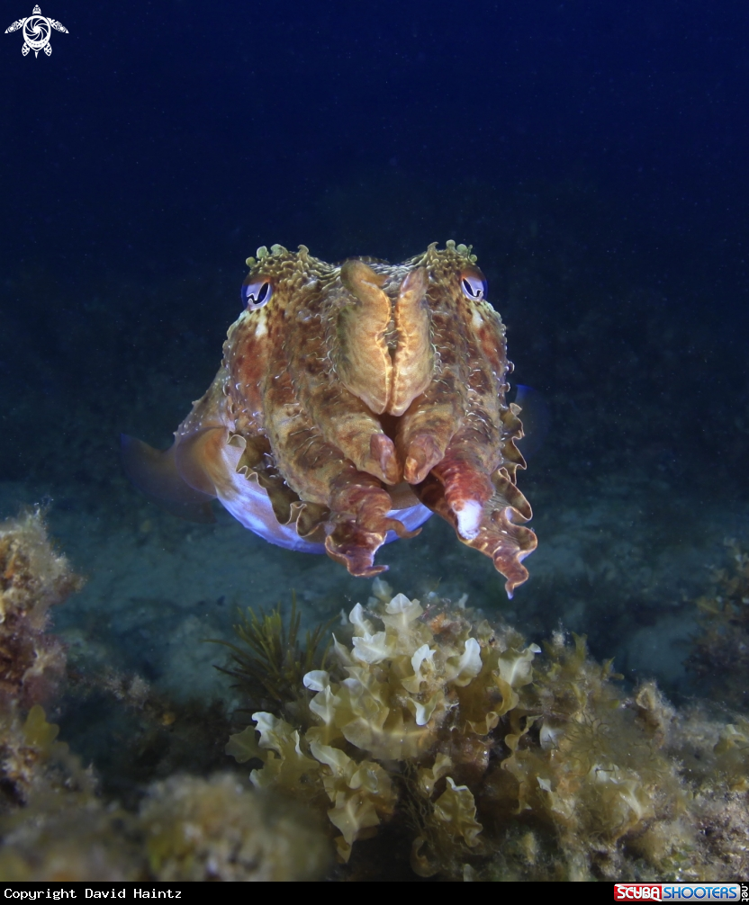 A Cuttlefish