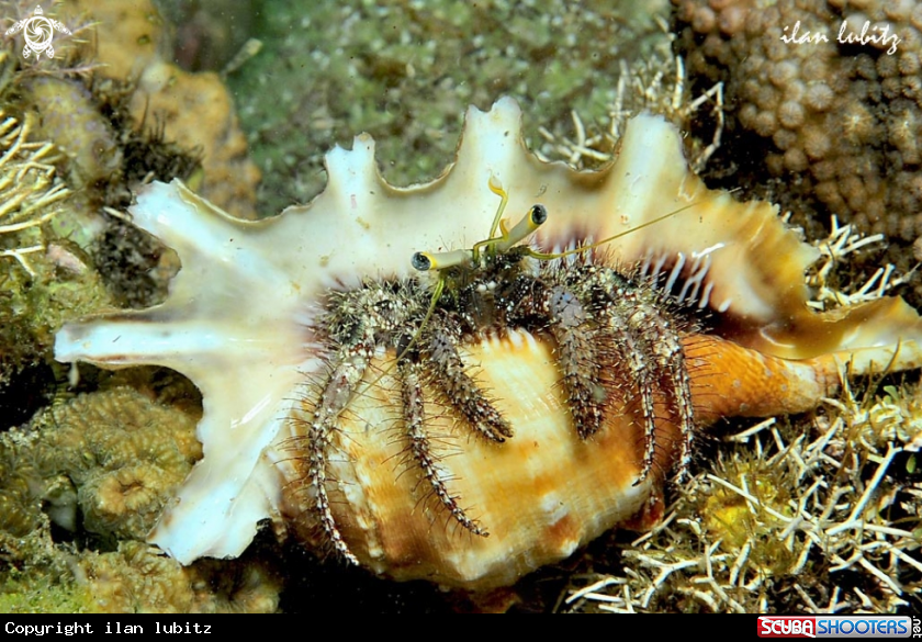 A Hermit crab in  Spider conchs