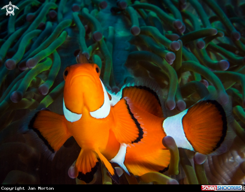 A Clown Fish
