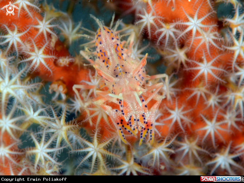 A tiger shrimp