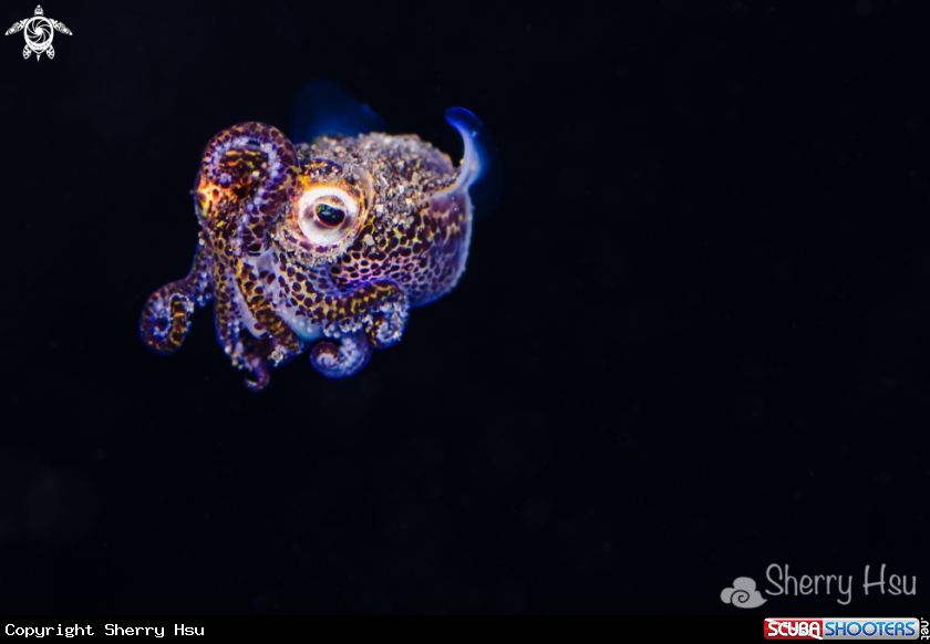 A Bobtail Squid