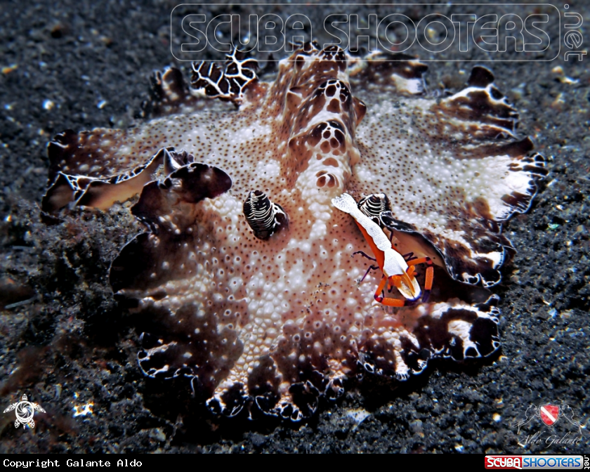 A Nudibranch and Emperor Shrimp