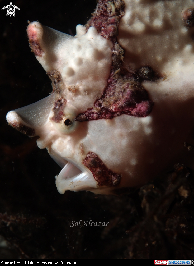 A juvenile frogfish