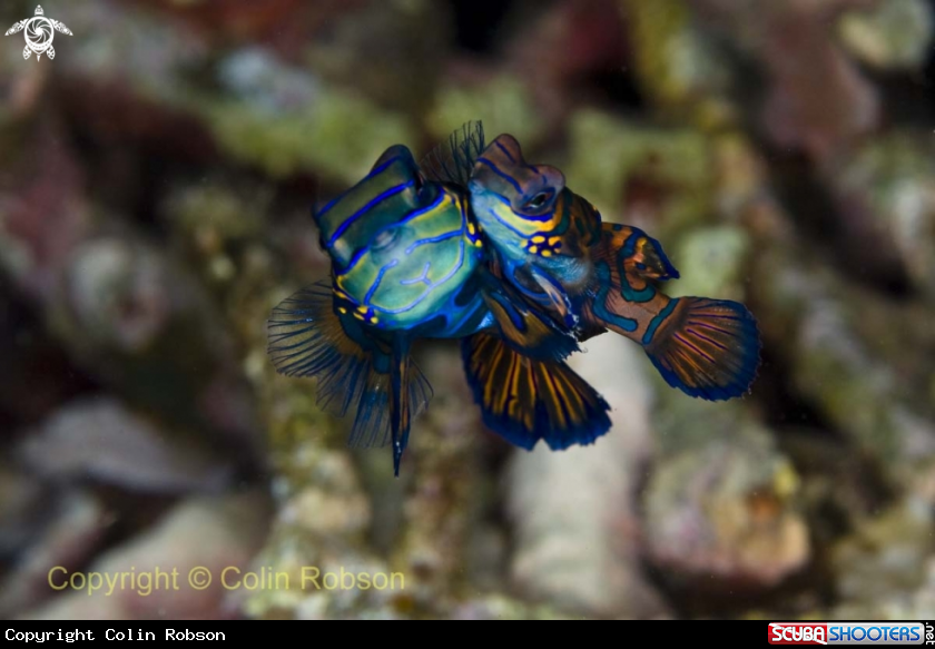 A mandarin fish