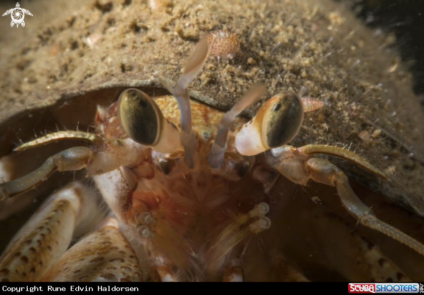 A Hermit crab