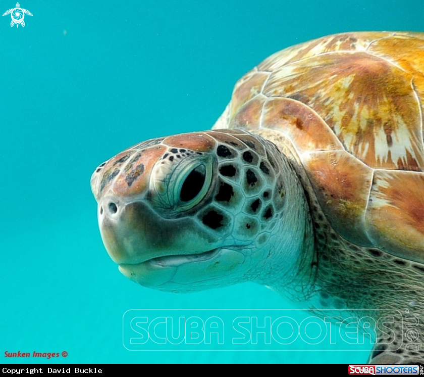 A Green Turtle