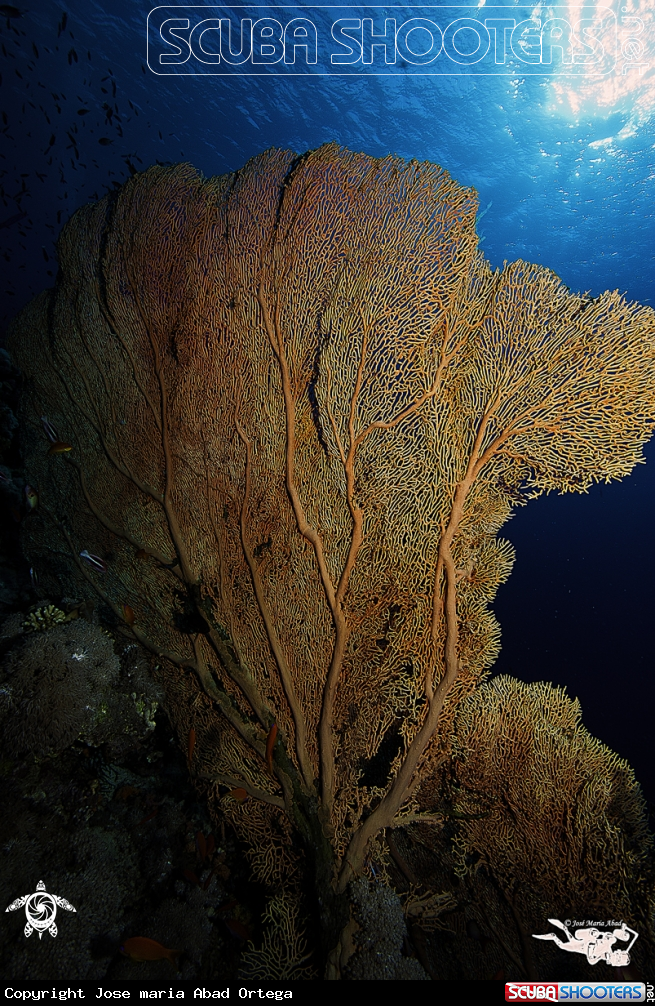 A Red Sea landscape