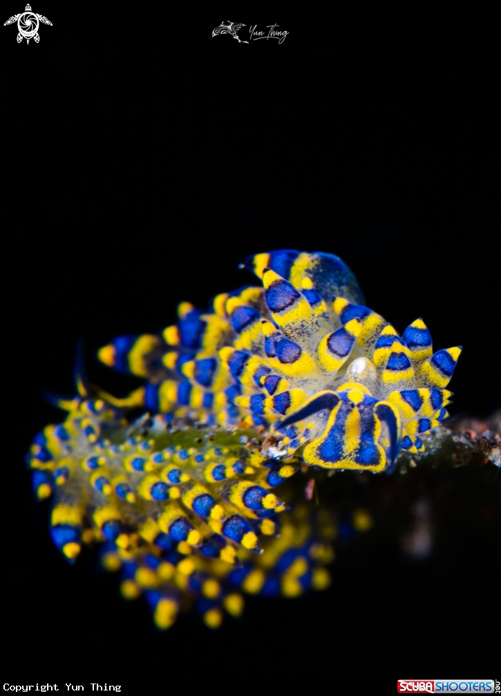 A Nudibranch