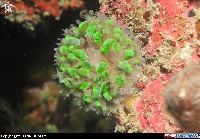 A stony coral